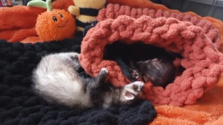 Hand Knitted Halloween Ferret Snuggle Set: Chunky Yarn Sleeping Bag