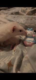 Mochi In VVonderland Figure