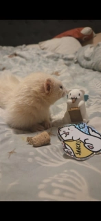 Snackget Figure & Sticker combo