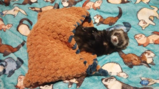 The ferret ENVELOPE, snuggle sack