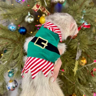 Christmas Elf Costume for Ferrets – Cute Holiday Outfit with Festive Green & Red Design