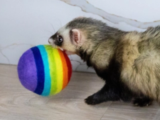 Ferret Stashing Balls (Rainbow) - Set of 4