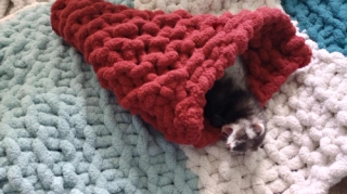 NEW COLORS!  The ferret snuggle CONE - hand knitted; ferrets; kittens; small animals; hedgehogs; sleeping bag