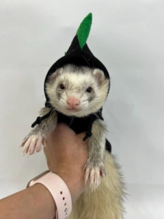 Toothless Dragon Costume, Hooded Cape | How to Train Your Dragon | For Little Pets | Toothless Dragon Costume for Ferrets