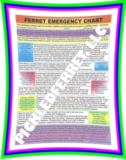 Ferret Emergency Chart Only Digital Download PDF FILE Quick Educational Reference Guide