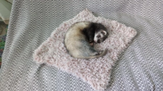 Crocheted Faux Fur Ferret Area Rug: Plush Small Animal Blanket