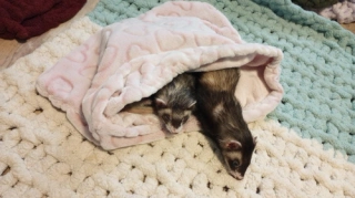The Ferret Love BAGGY; small animal sleeping bag, plush, soft, handsewn, hearts, pink