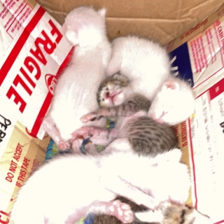 Mrs.AnimalLover
