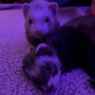 GoofyGoobers