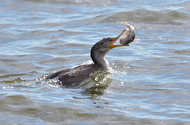 apr 10 0120 anhinga manipulating fish