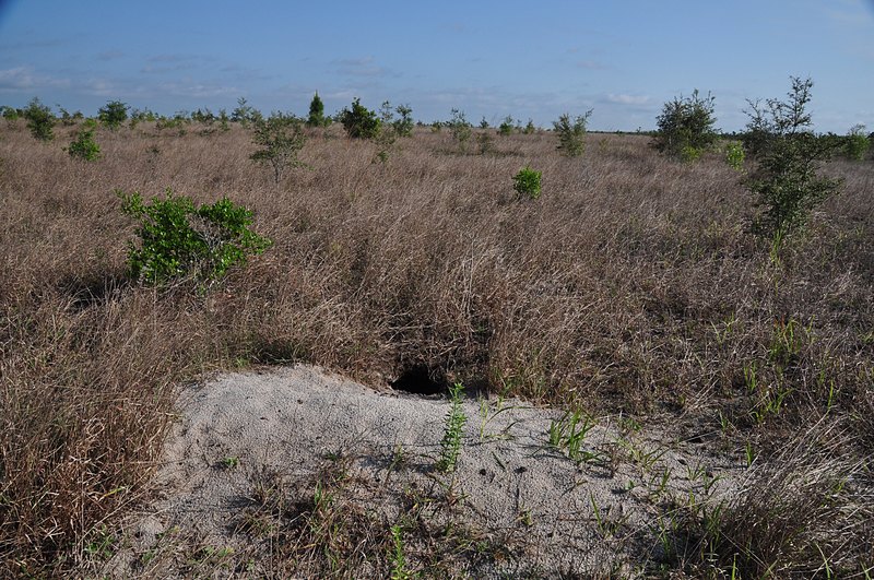 apr 15 9453 gopher turtle burrow