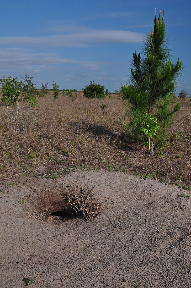 apr 15 9459 gopher turtle home