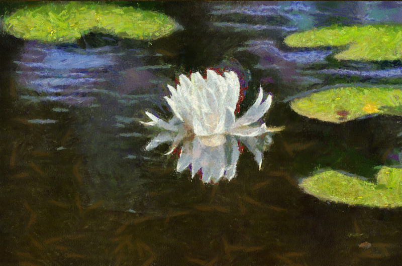 apr 21 6046 lily reflection DAP Monet