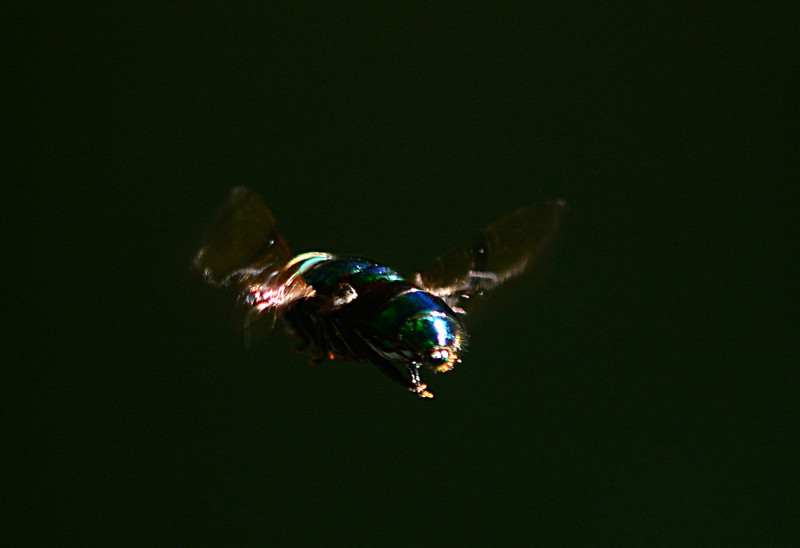 apr 21 7336 iridescent hoverfly