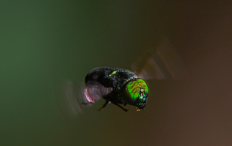 apr 21 7415 anterior iridescent hoverfly