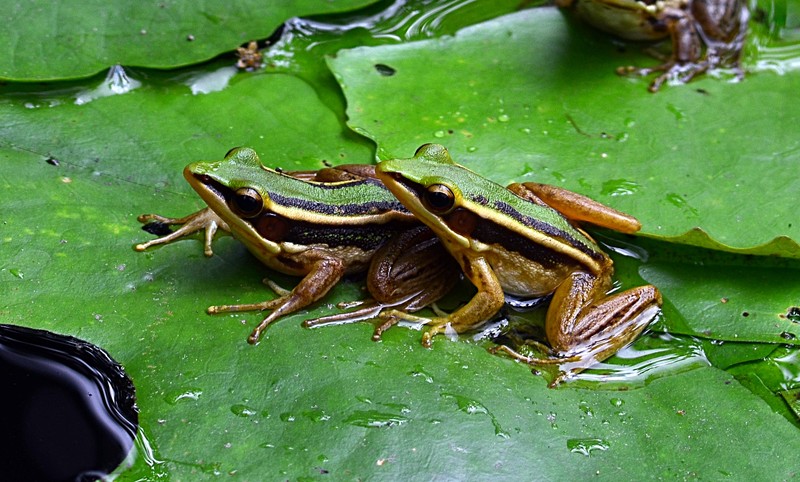 The two frogs story questions and answers picture