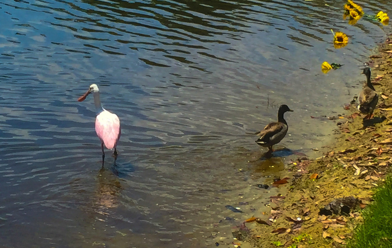 apr 29 8806 two ducks roseate spoonbill