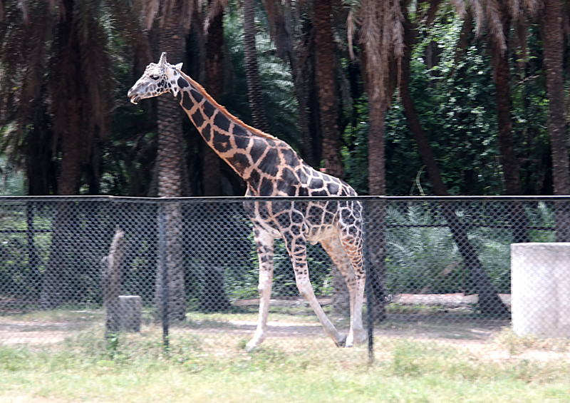 Essay on zoo in 100 words picture