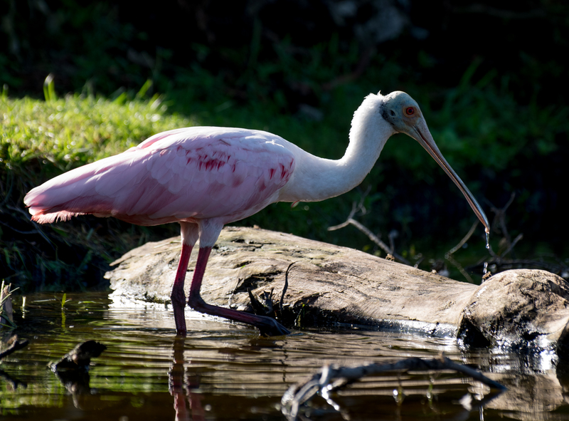 Essay on spoonbill 04 picture