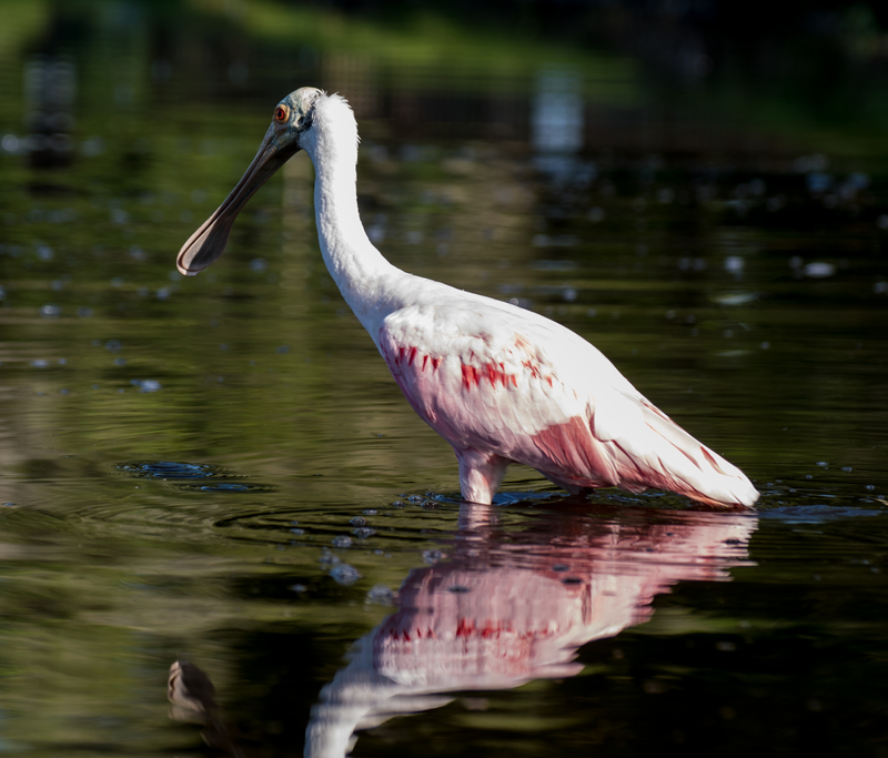 Essay on spoonbill 06 picture
