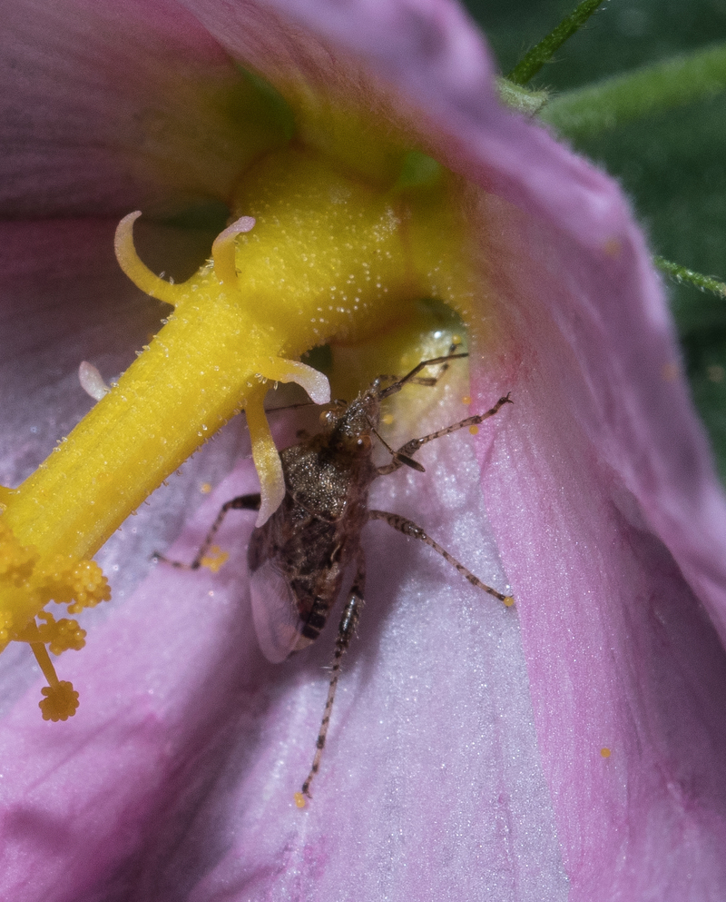 aug 28 8889 assasan bug