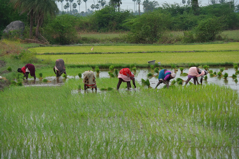 Write a composition about rice picture