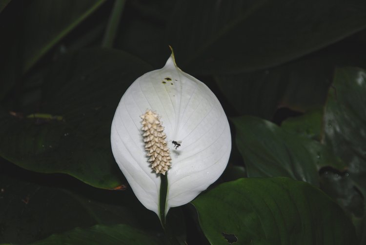 https://s3.amazonaws.com/s3.frank.itlab.us/photo-essays/small/dec 03 0700 flower bug