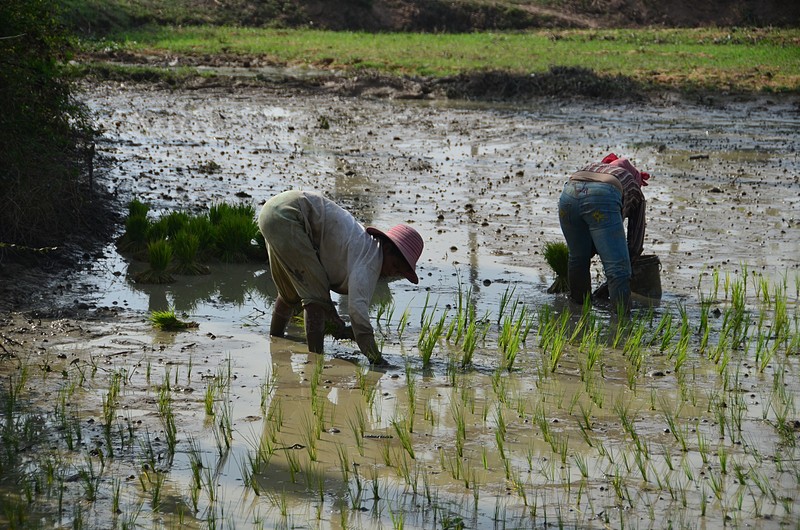 Photo essay about planting rice picture