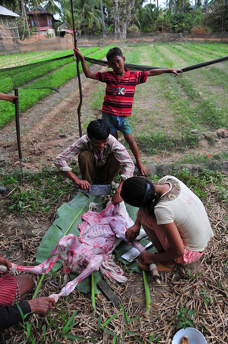 goat essays goat essays