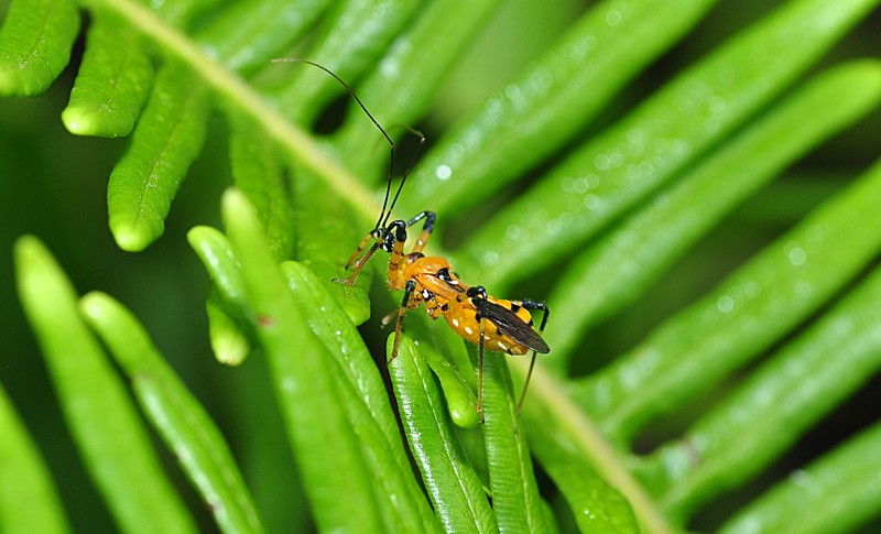 feb 07 4172 assassin bug