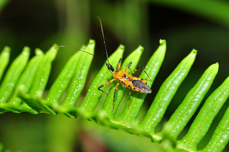 feb 07 4174 assassin bug