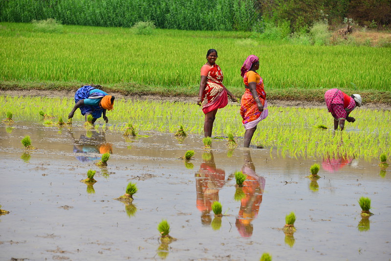 Why rice important image