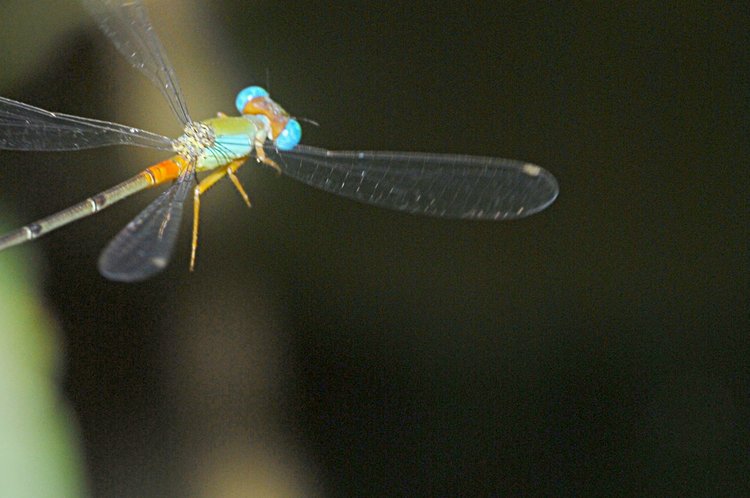 jan_01_3139_flying_dragonfly.jpg