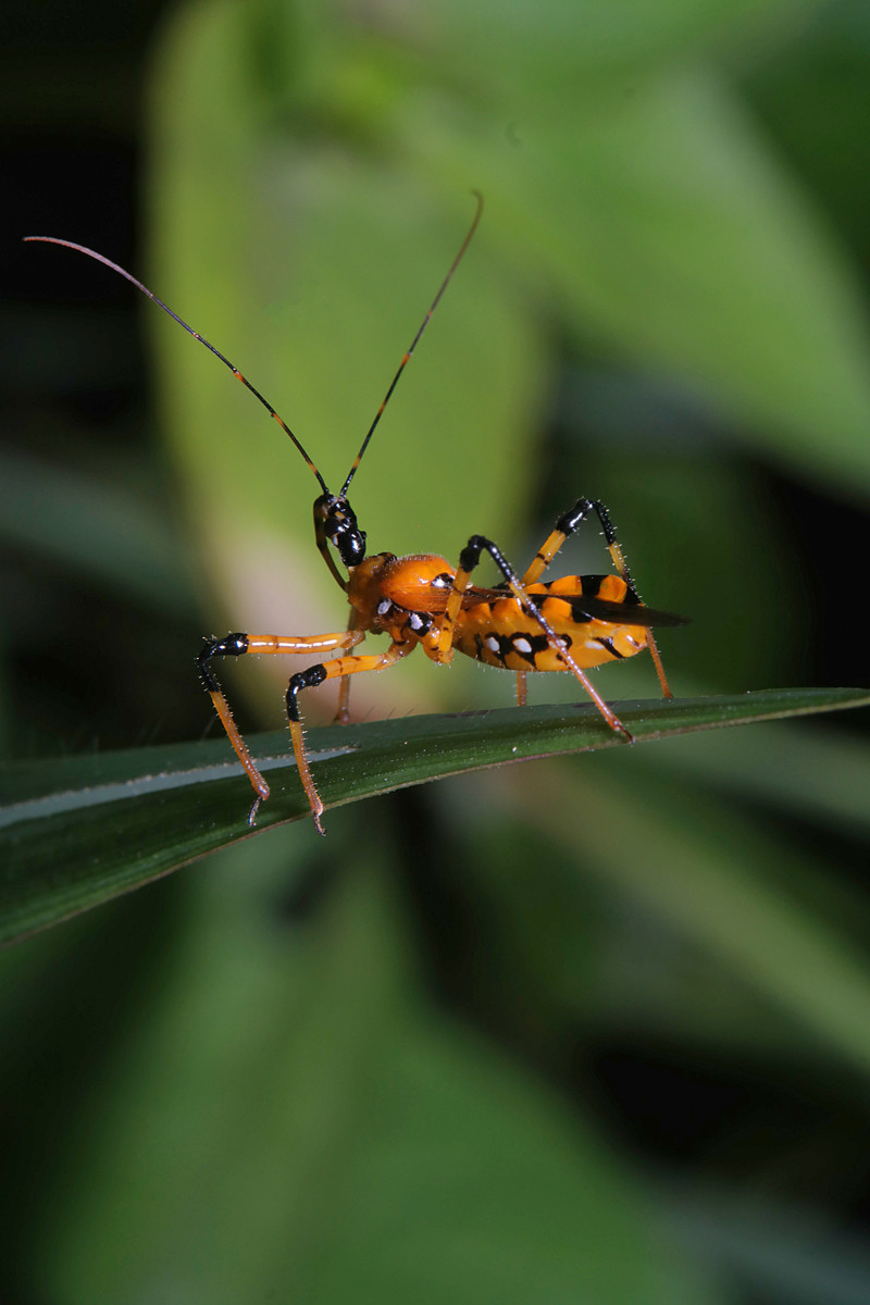 jan 10 3257 assassin bug