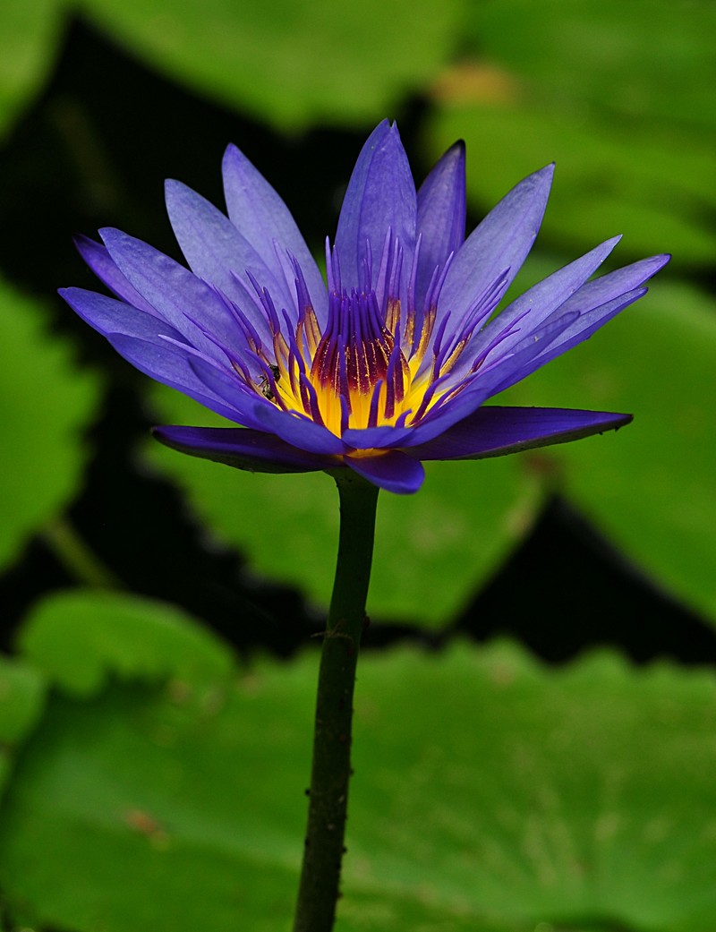 Purple lotus wow