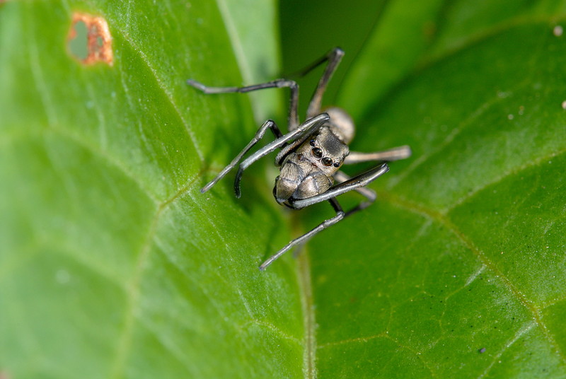 Spider eaters essay 08 image