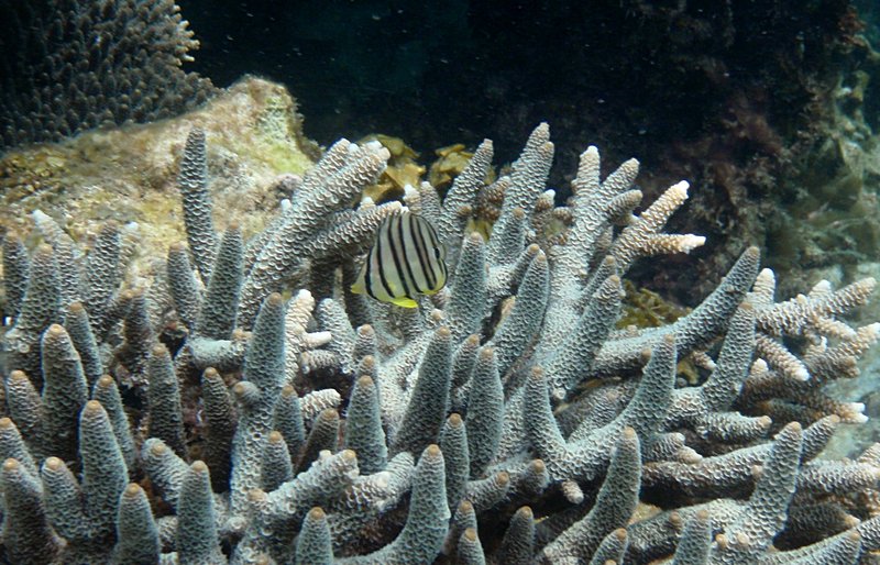 jul 04 0671 staghorn fish