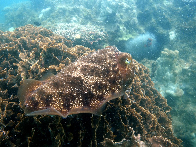 Cuttlefish essay 08 image