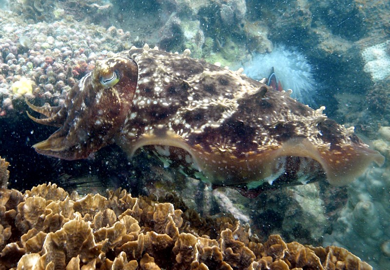 Flamboyant cuttlefish picture