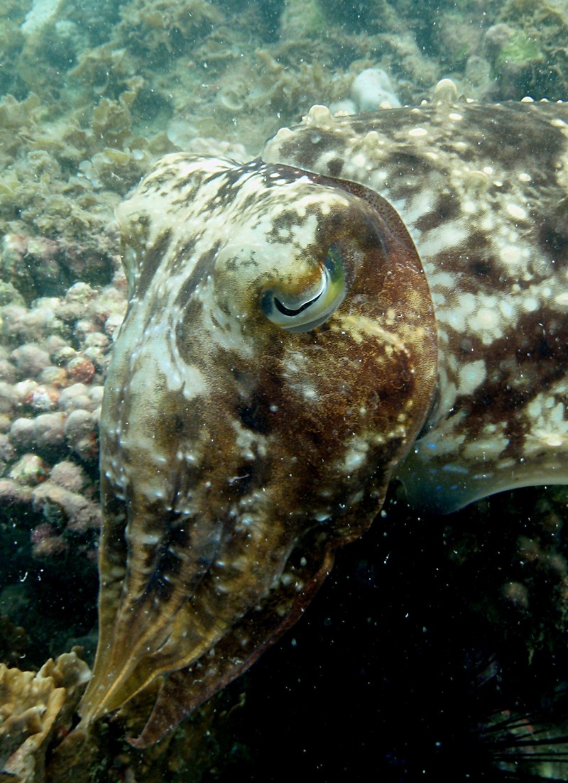 Cuttlefish essay 07 image