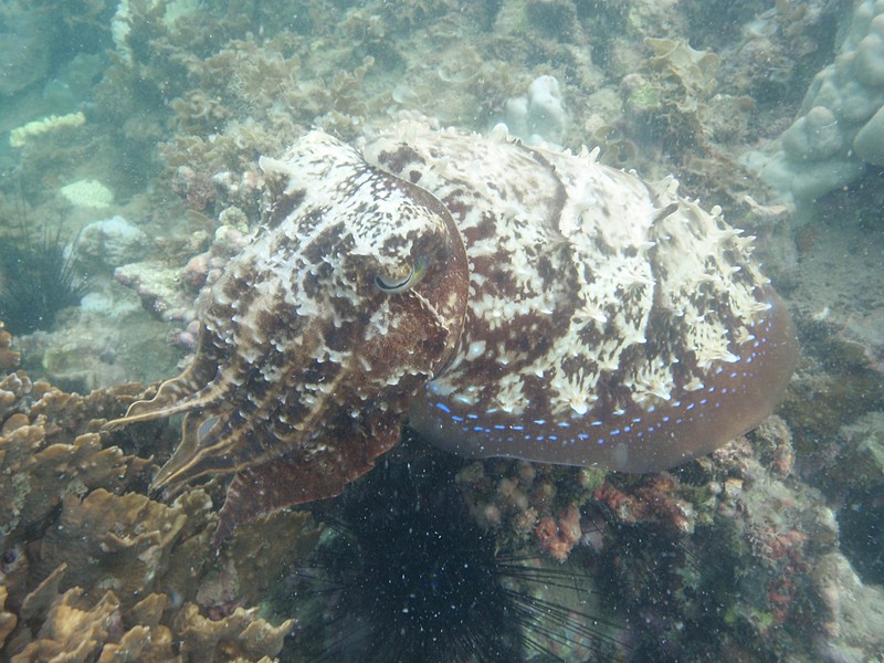 Cuttlefish for sale image