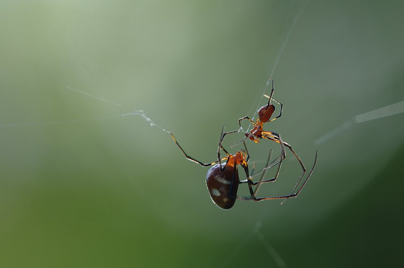 jul 12 1090 tapping palps