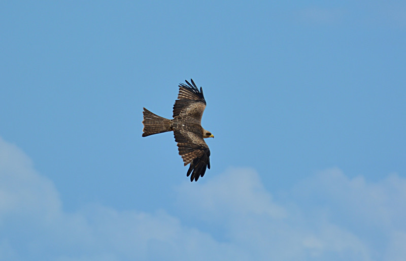 jun 16 4255 eagle flying