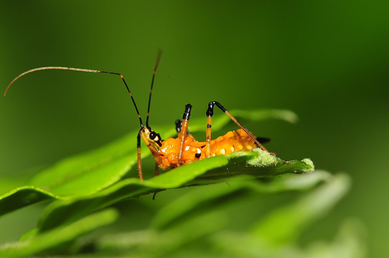 jun 26 8468 assassin bug