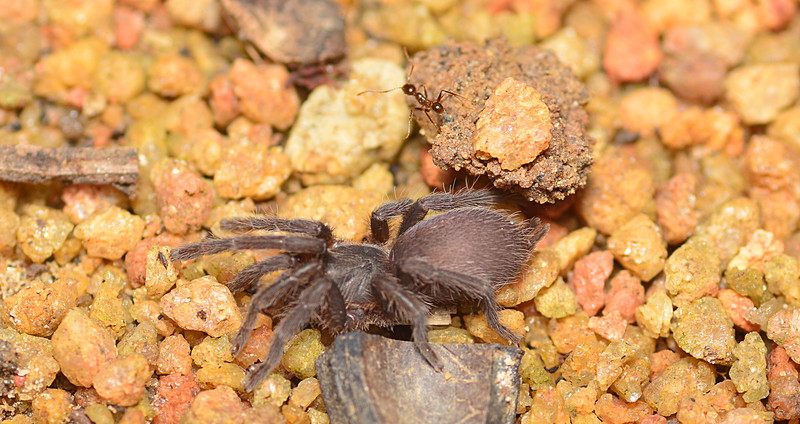 Are tarantulas poisonous image