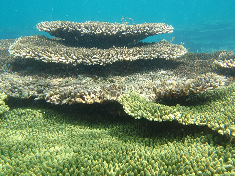 mar 07 3476 table coral