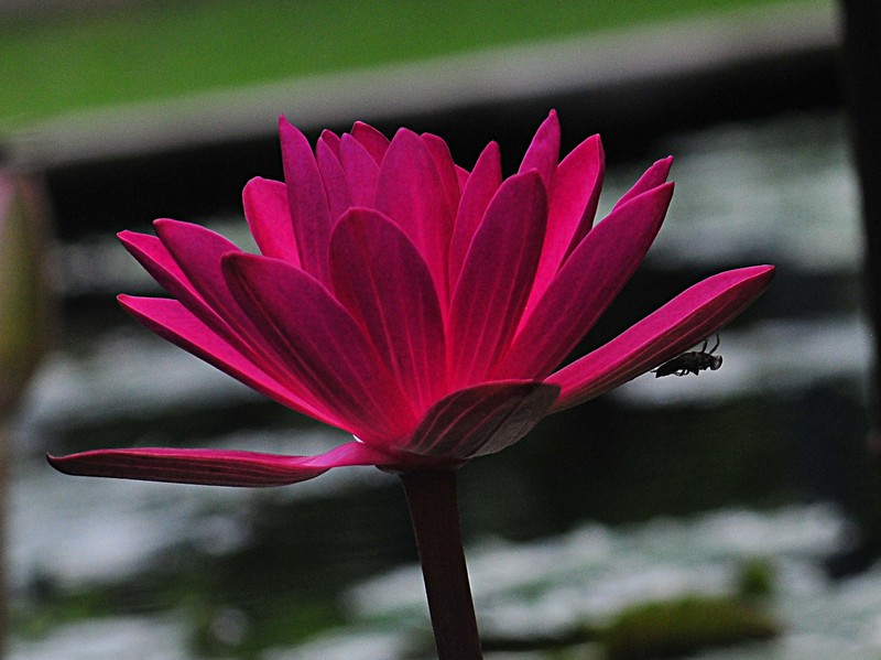 The red lotus image