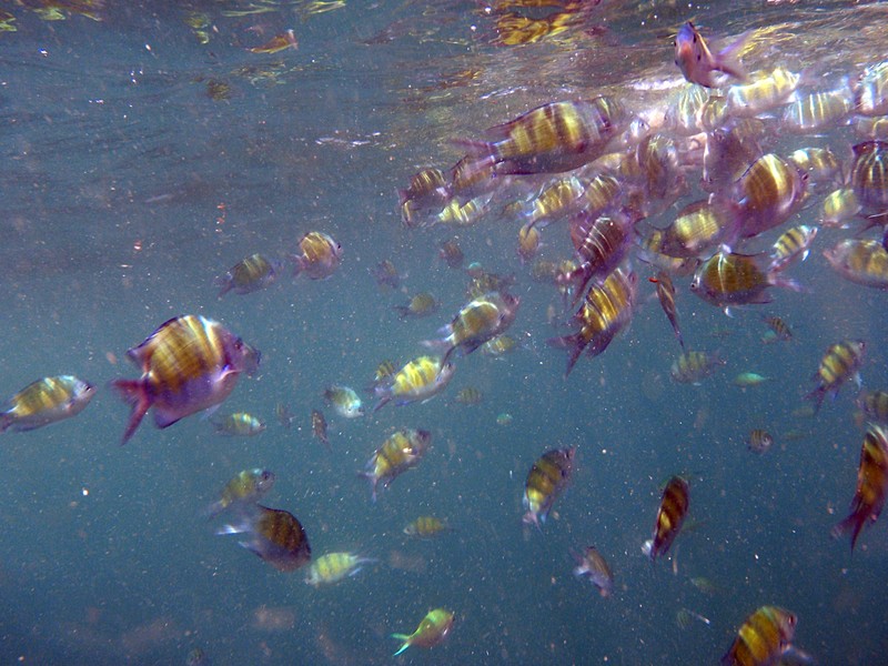 Coral fish essay picture