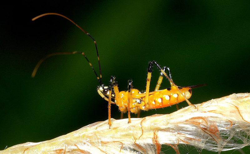 may 02 2279 assassin bug