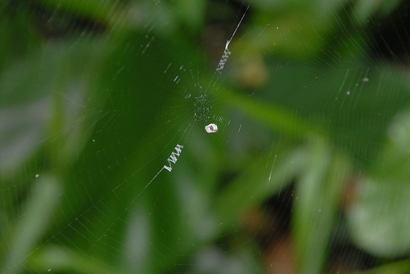 Argiope web